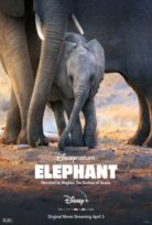 Elephant izle